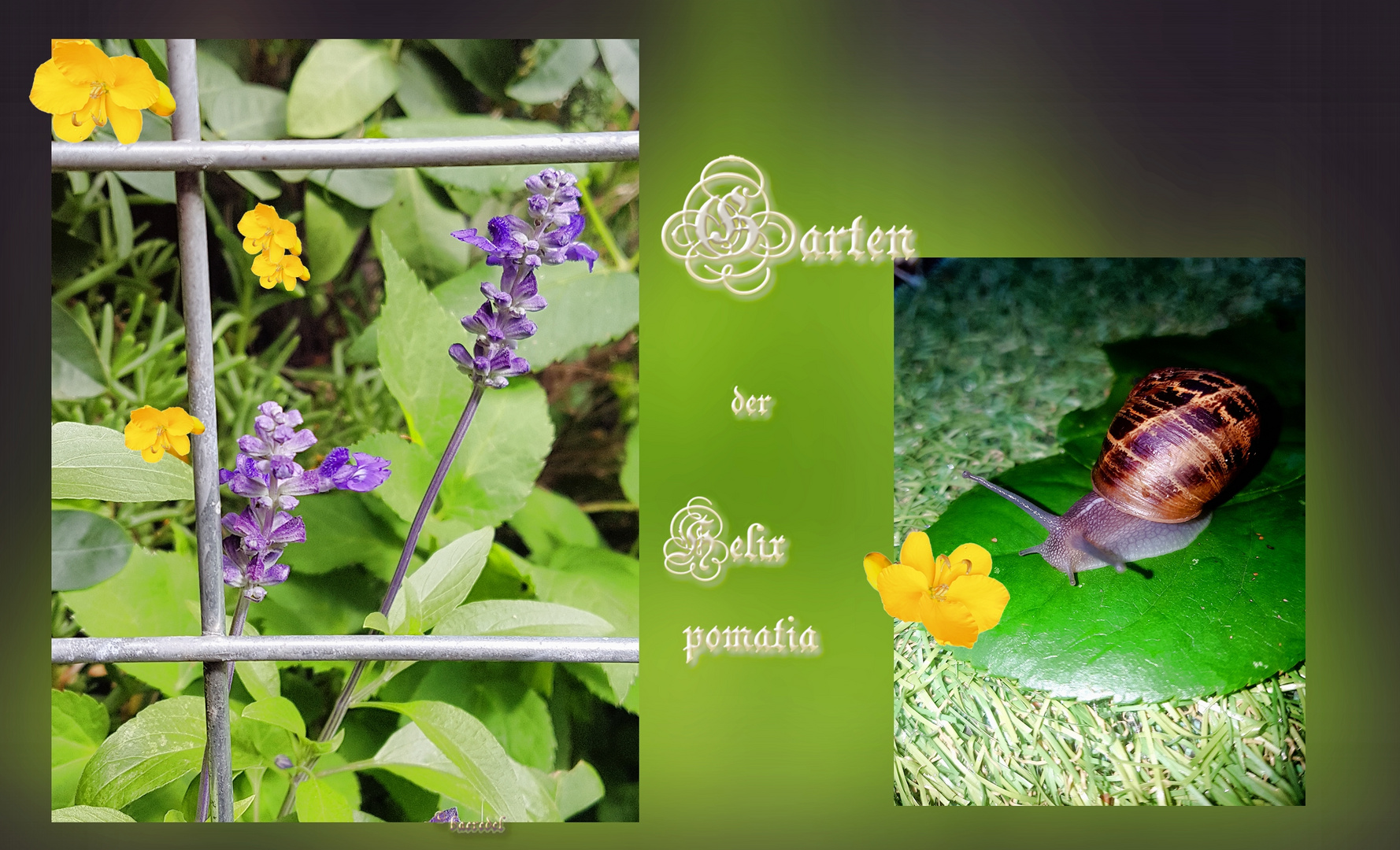 Garten der Helix pomatia