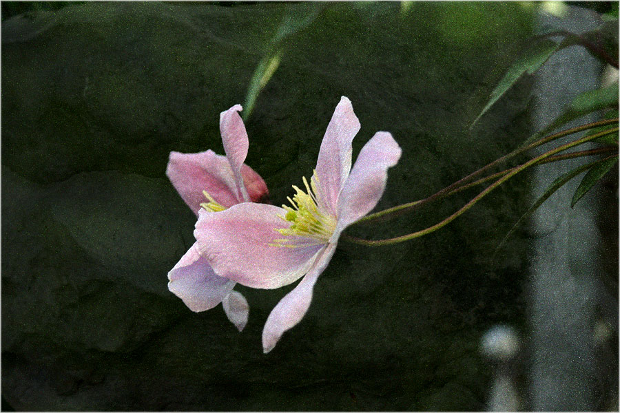 Garten der Nacht