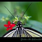 Garten der Schmetterlinge (1)