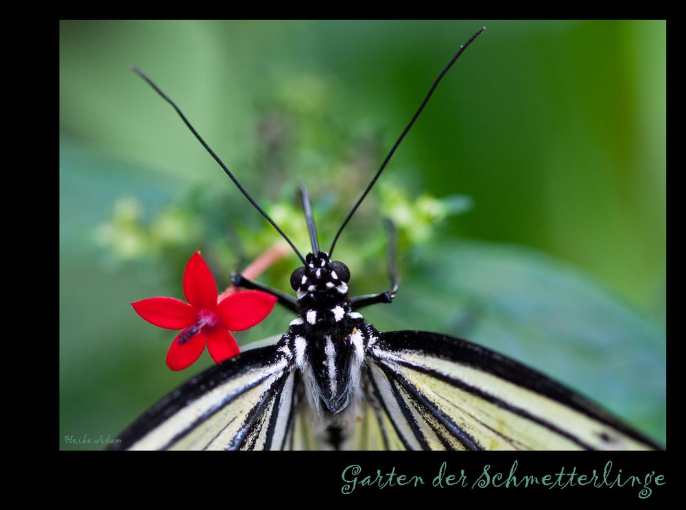 Garten der Schmetterlinge (1)