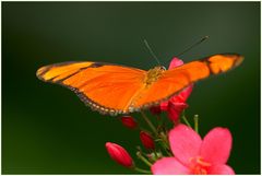 Garten der Schmetterlinge 1