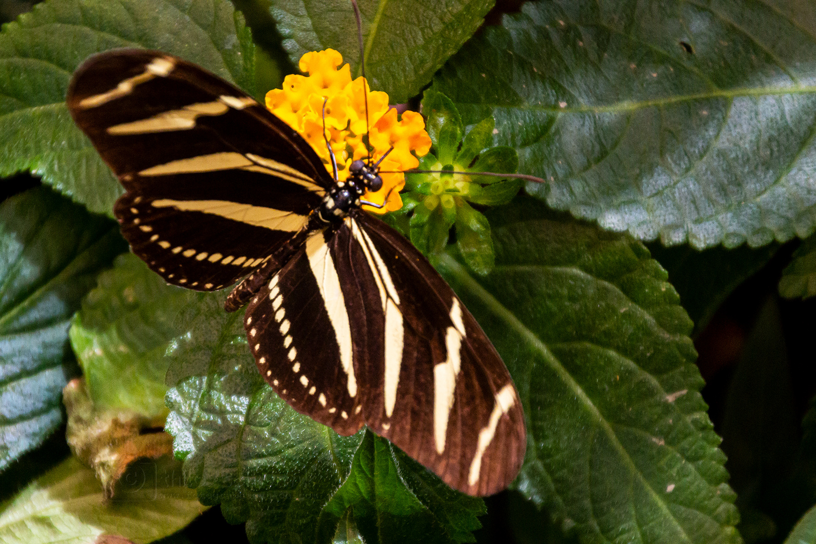 Garten der Schmetterlinge (3)