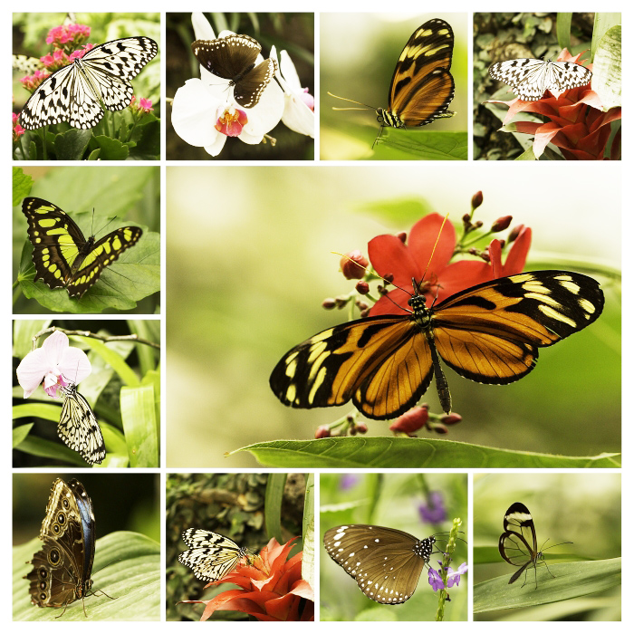 Garten der Schmetterlinge Foto & Bild tiere, zoo