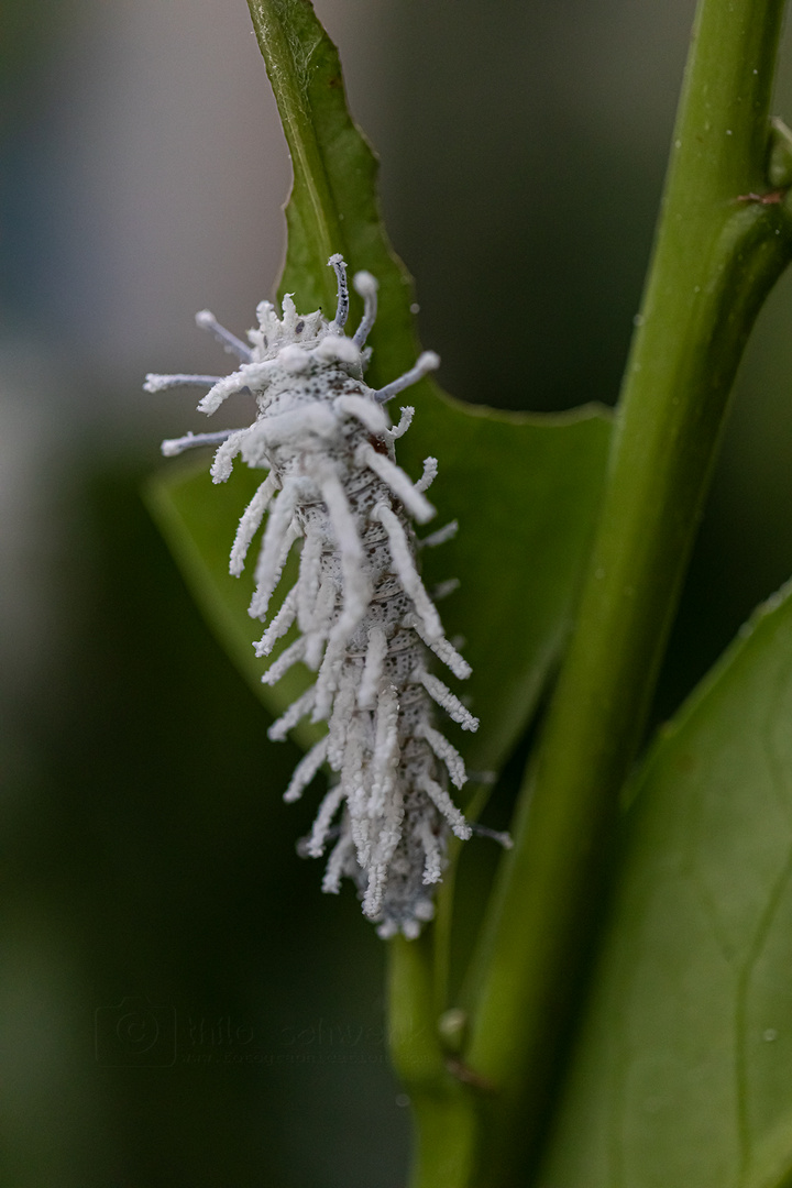 Garten der Schmetterlinge (4)