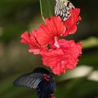Garten der Schmetterlinge / Bendorf Sayn 7
