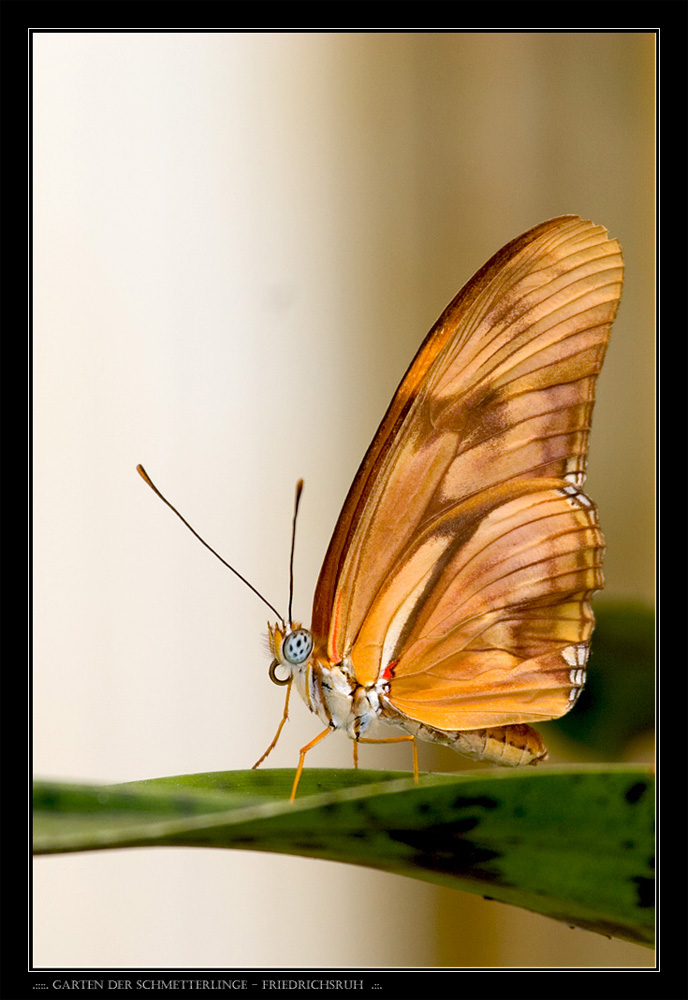 Garten Der Schmetterlinge Friedrichsruh Foto Bild Tiere
