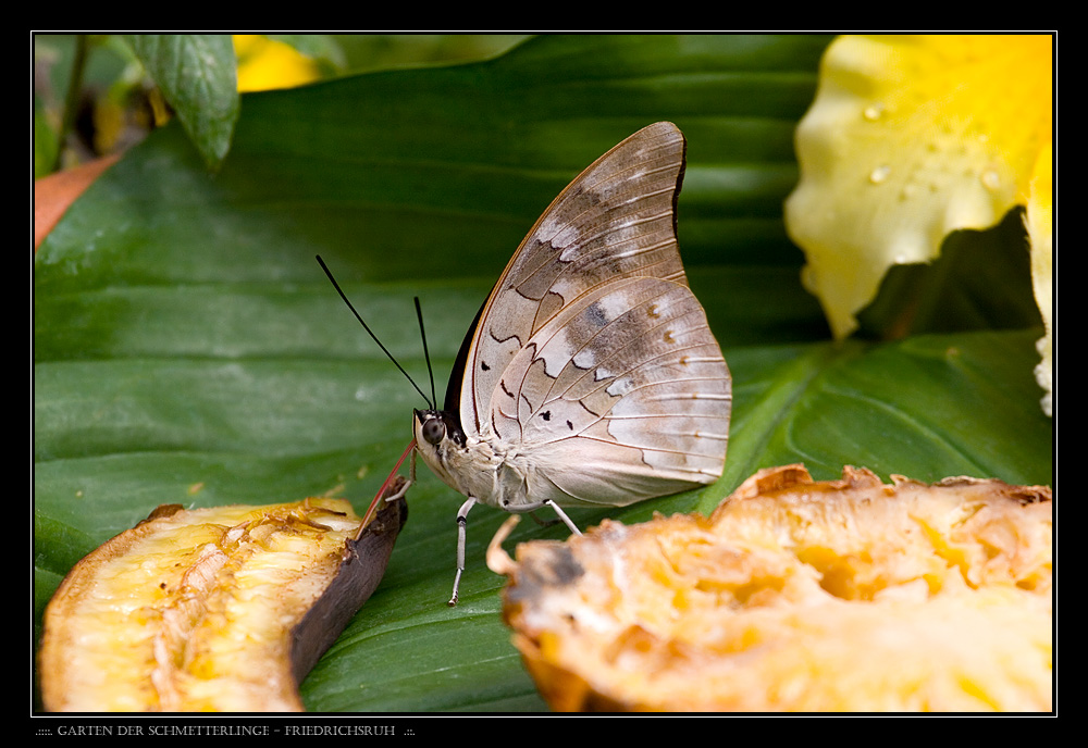 ..:::. Garten der Schmetterlinge - Friedrichsruh .::.