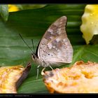 ..:::. Garten der Schmetterlinge - Friedrichsruh .::.