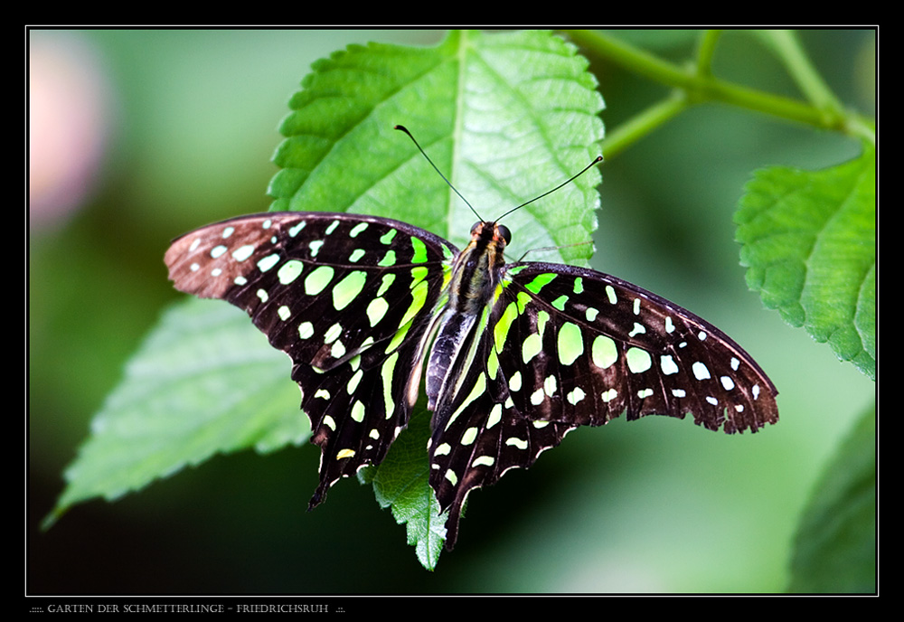 .::::. Garten der Schmetterlinge - Friedrichsruh .:::.