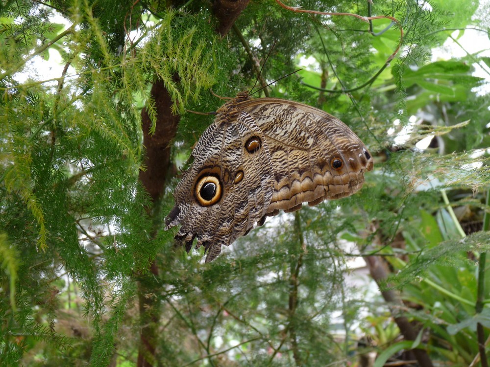 Garten der Schmetterlinge in Friedrichsruh bei Hamburg Foto & Bild
