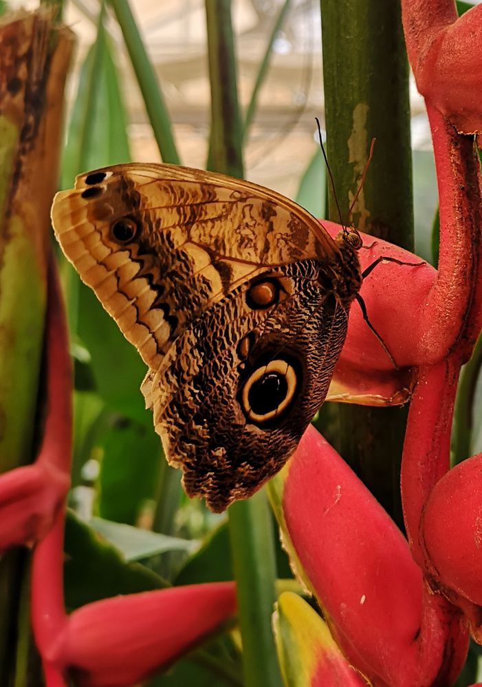 Garten der Schmetterlinge Schloss Sayn Foto & Bild tiere, zoo