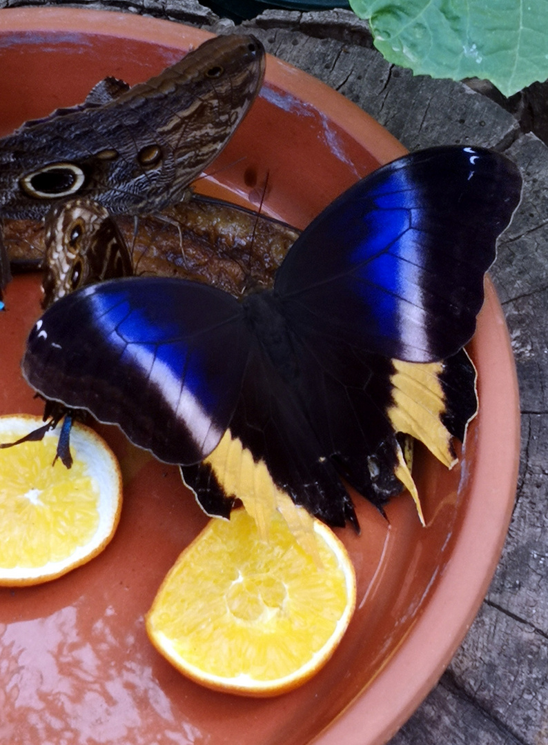 Garten der Schmetterlinge Schloss Sayn Foto & Bild tiere, zoo