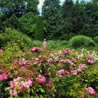 Garten der tausend Rosen