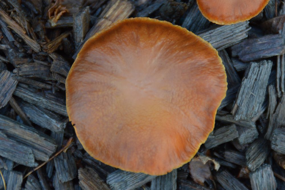 Garten der Vier Jahreszeiten 5 Foto & Bild | pflanzen, pilze & flechten