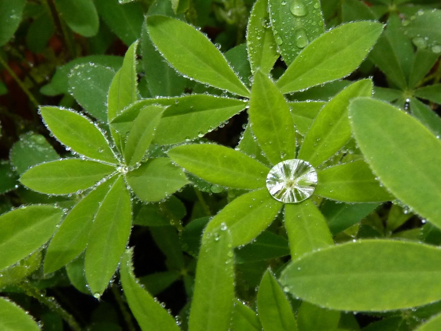 Garten-Diamanten, Lupinenblätter