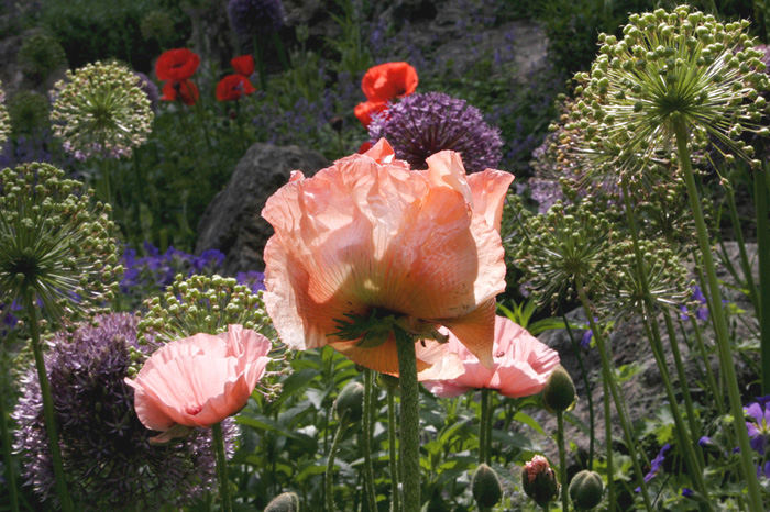 Garten Doschka Frühjahr