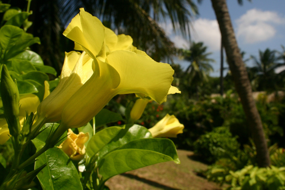 Garten Eden 2