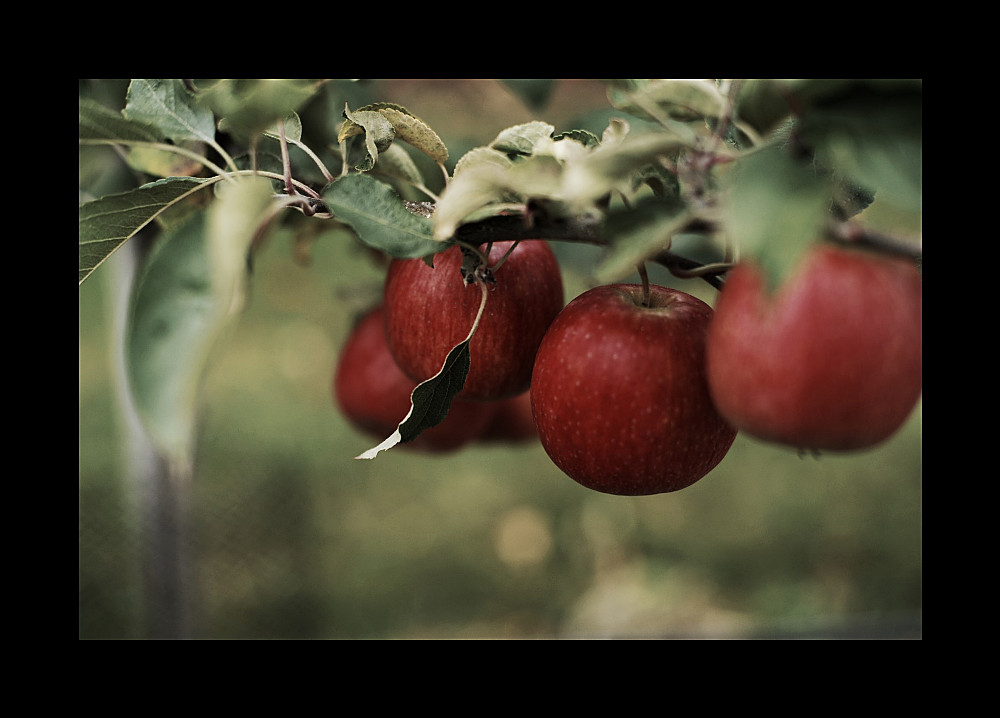 Garten Eden 2