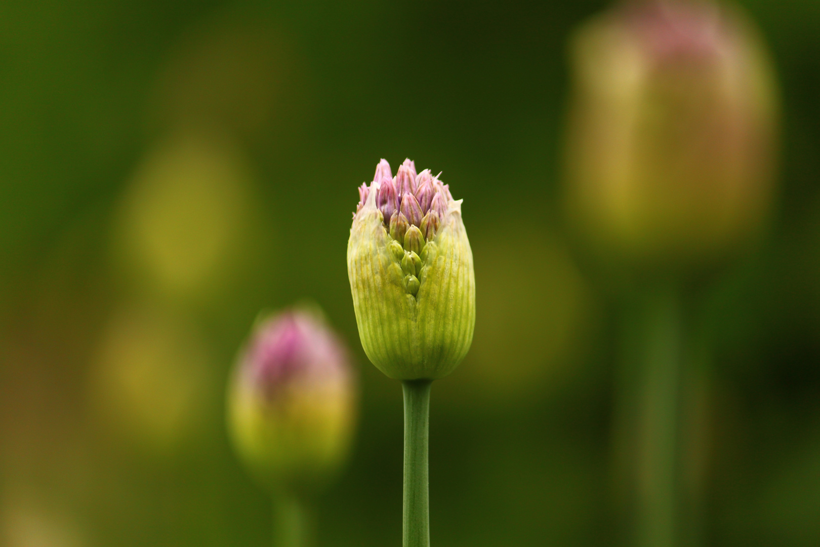 Garten Eden