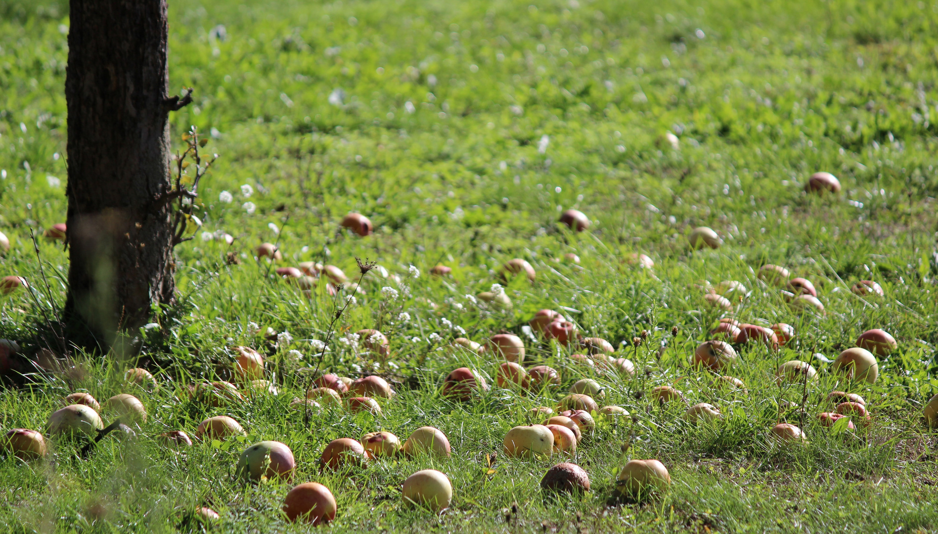 Garten Eden