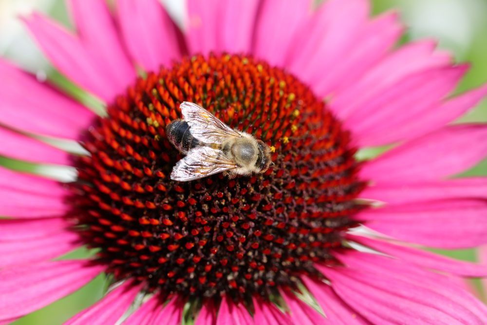 Garten Eden für eine Honigbiene