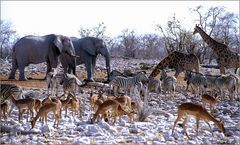 Garten Eden in Namibia