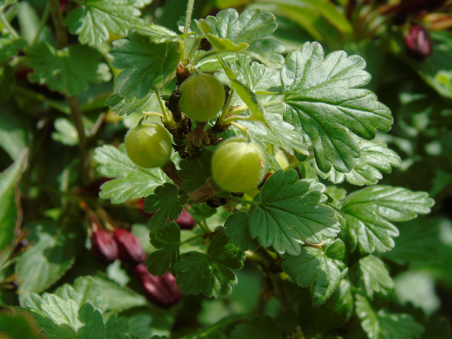 Garten erkundet