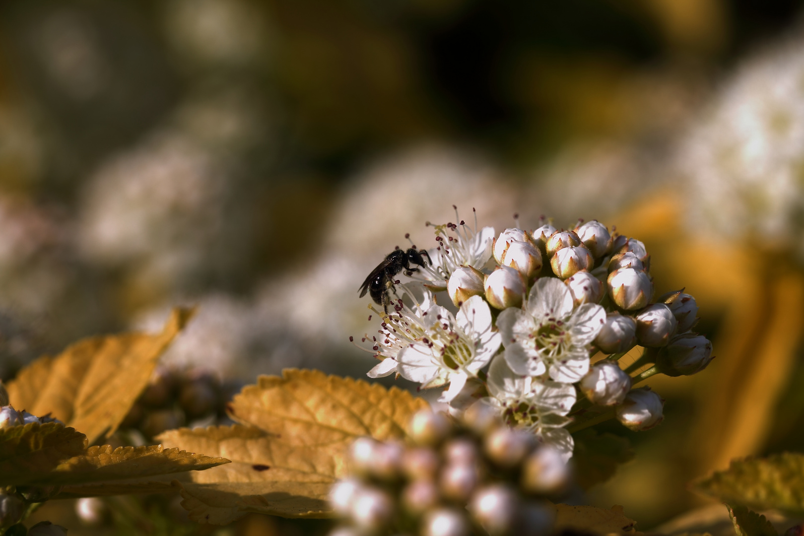 Garten...