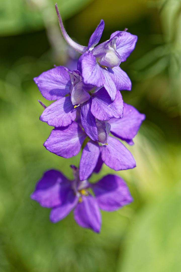 Garten-Feldrittersporn