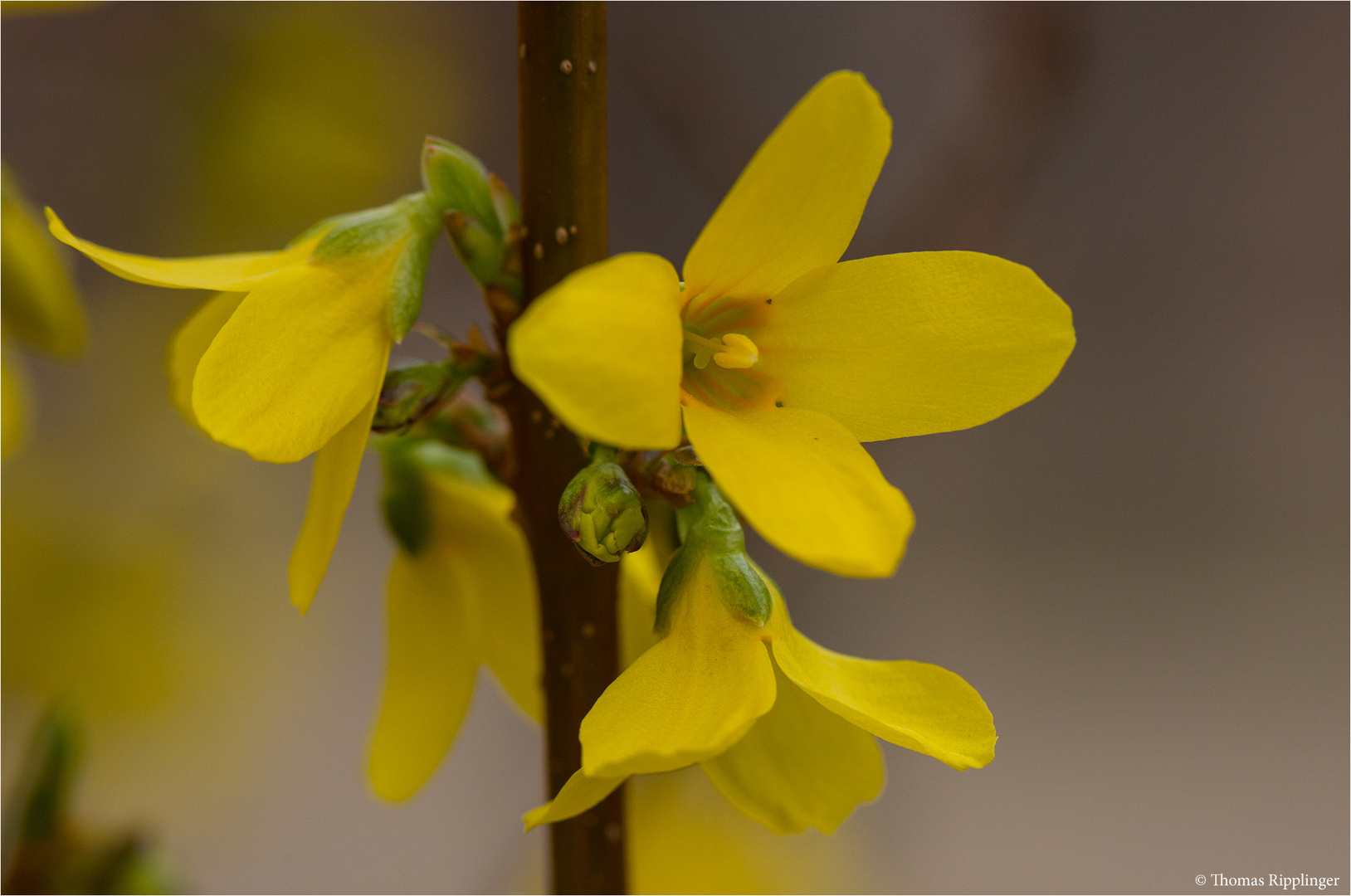 Garten Forsythie