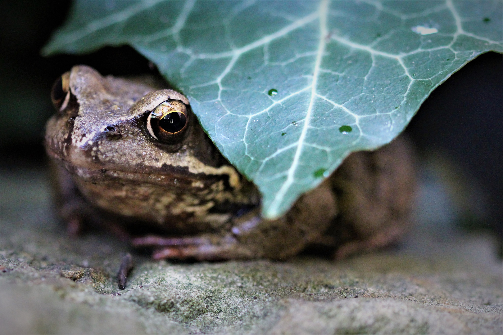 Garten-Frosch