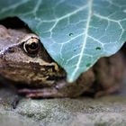 Garten-Frosch