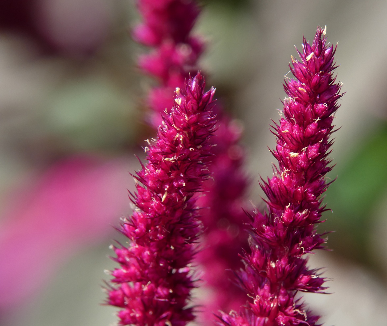 GartenFuchsschwanz Foto &amp; Bild natur, pflanzen, blüten