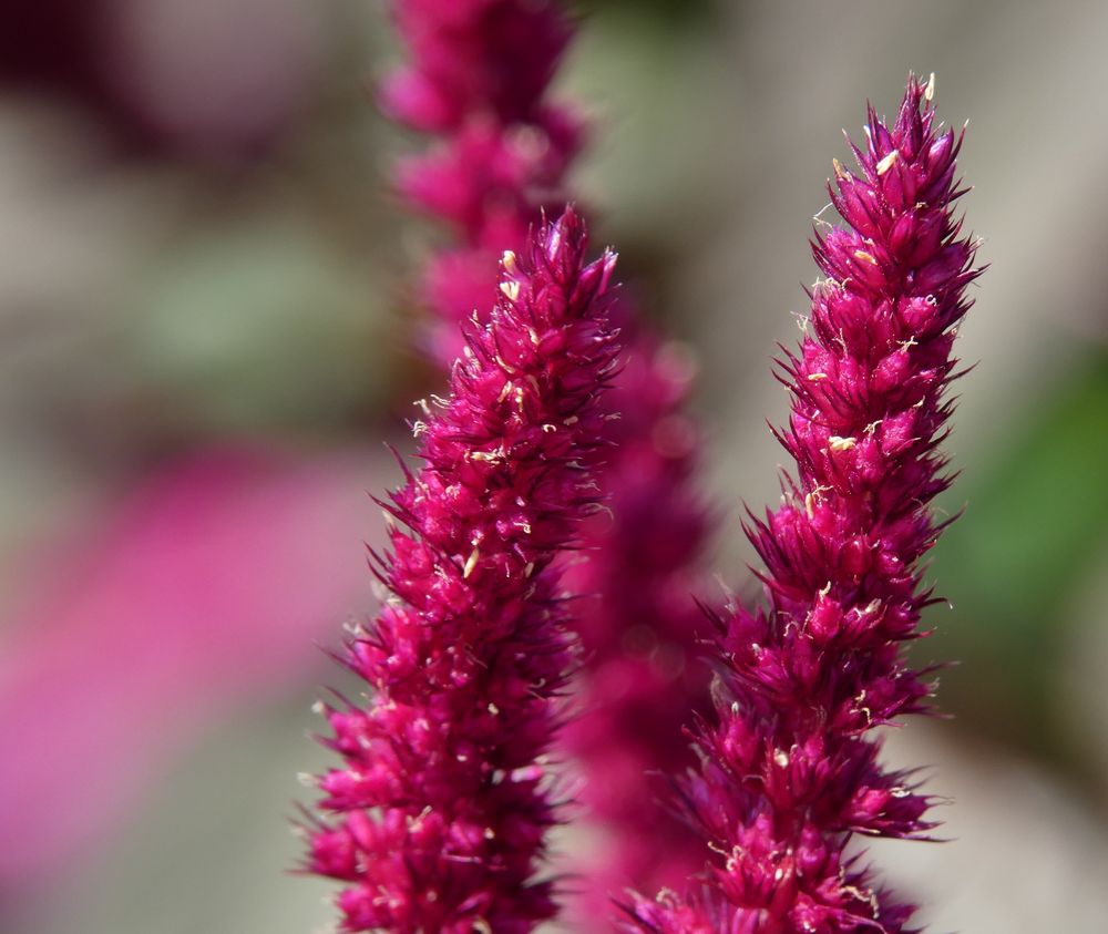 GartenFuchsschwanz Foto & Bild natur, pflanzen, blüten Bilder auf