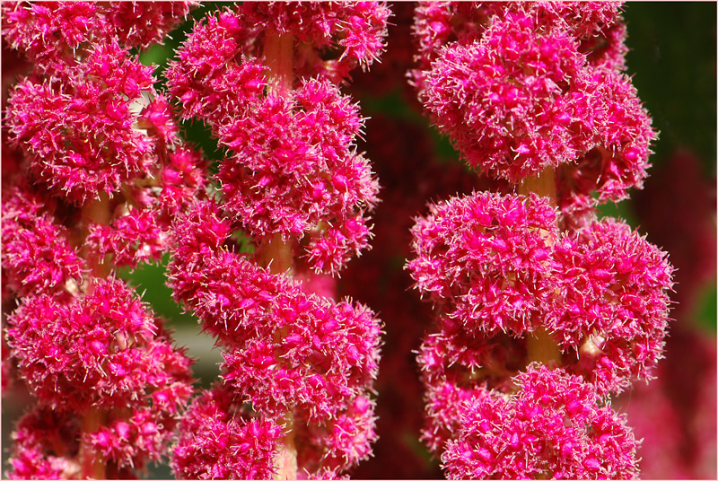 Garten Fuchsschwanz (Amaranthus caudatus) Foto &amp; Bild