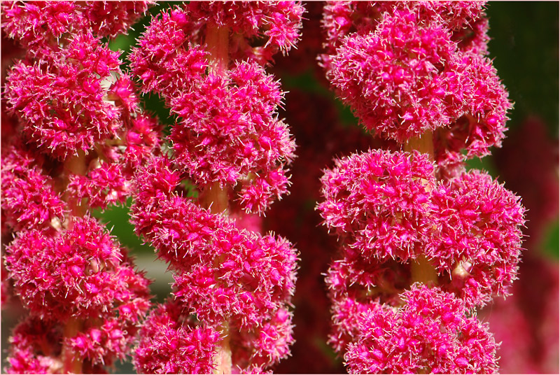 Garten Fuchsschwanz (Amaranthus caudatus)