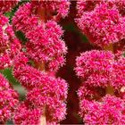 Garten Fuchsschwanz (Amaranthus caudatus)