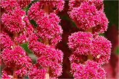 Garten Fuchsschwanz (Amaranthus caudatus)