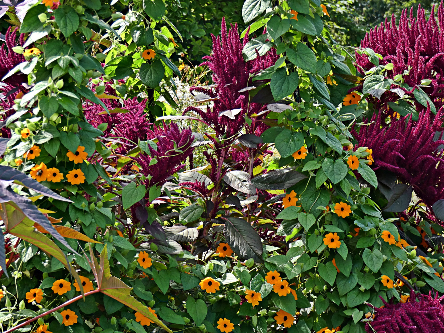 GartenFuchsschwanz und Schwarzäugige Susanne Foto &amp; Bild