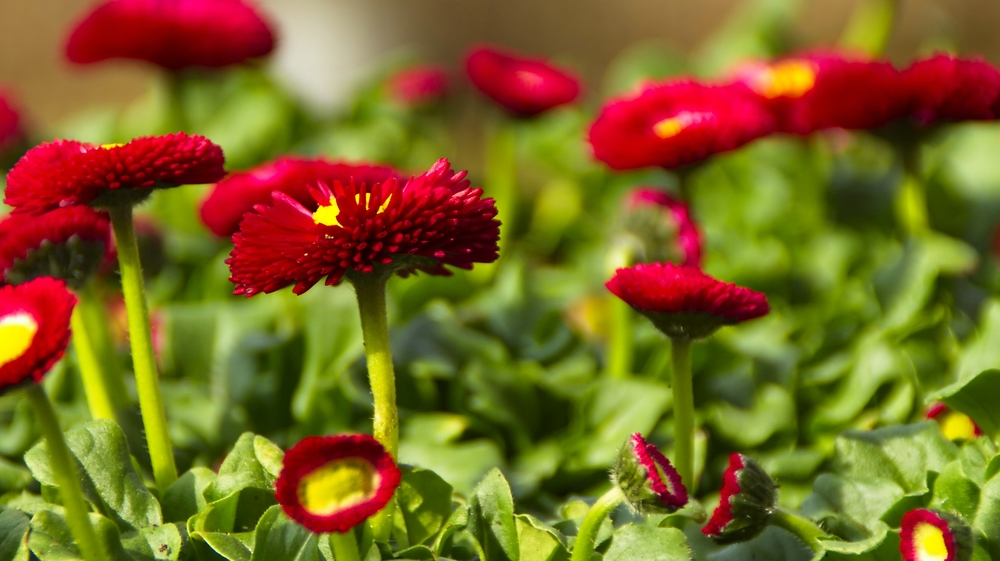 Garten-Gänseblümchen (Bellis perennis)