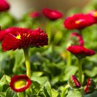 Garten-Gänseblümchen (Bellis perennis)