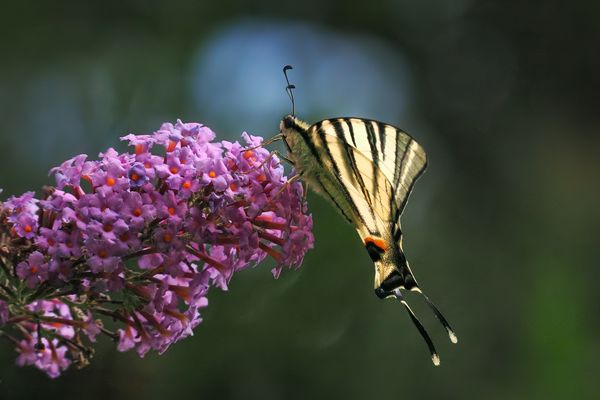 Garten gestern - Segelfalter