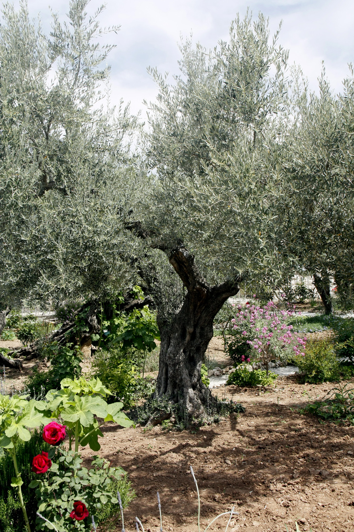 Garten Gethsemane Foto & Bild asia, middle east, israel