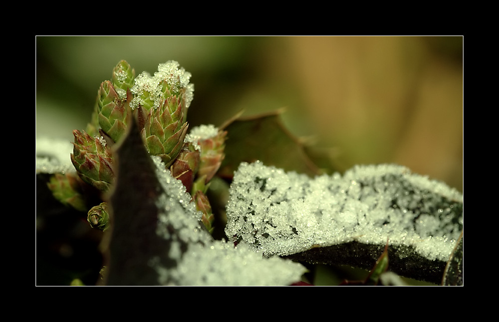 Garten Gletscher