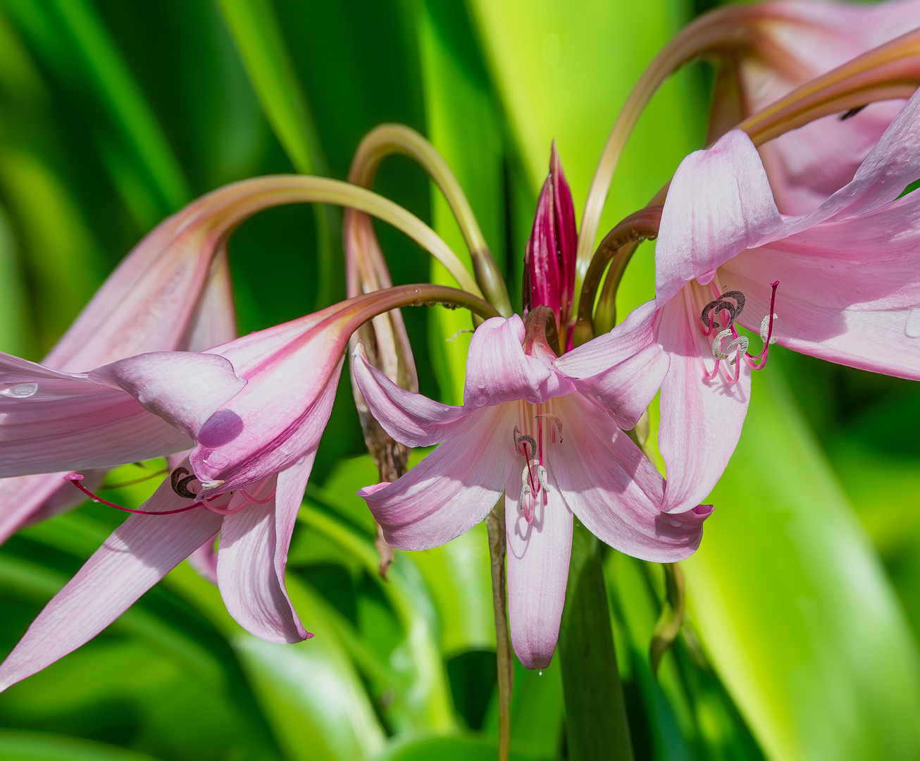 Garten-Hakenlilien. 