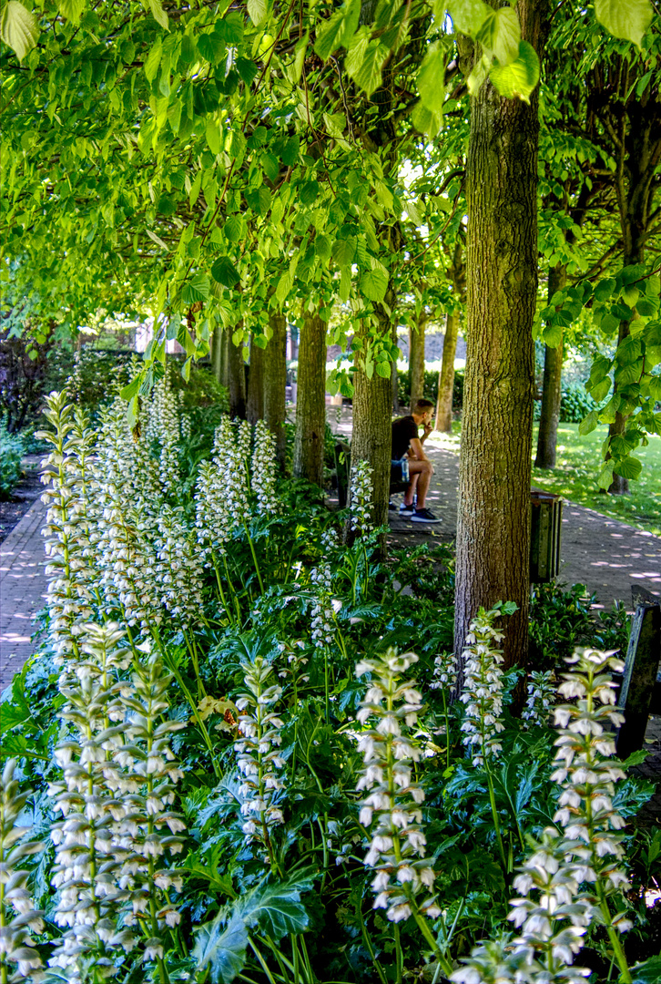 Garten HDR