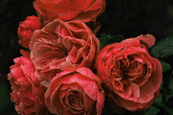 Garten, heute nach dem Regen