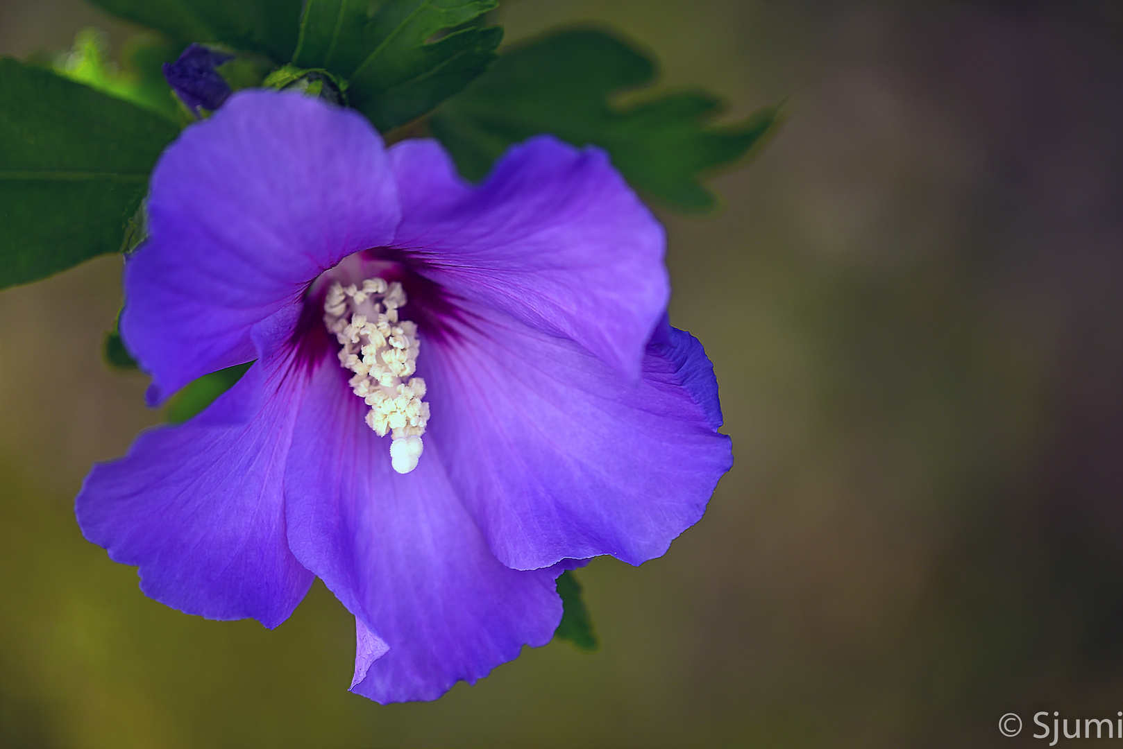 Garten Hibiscus