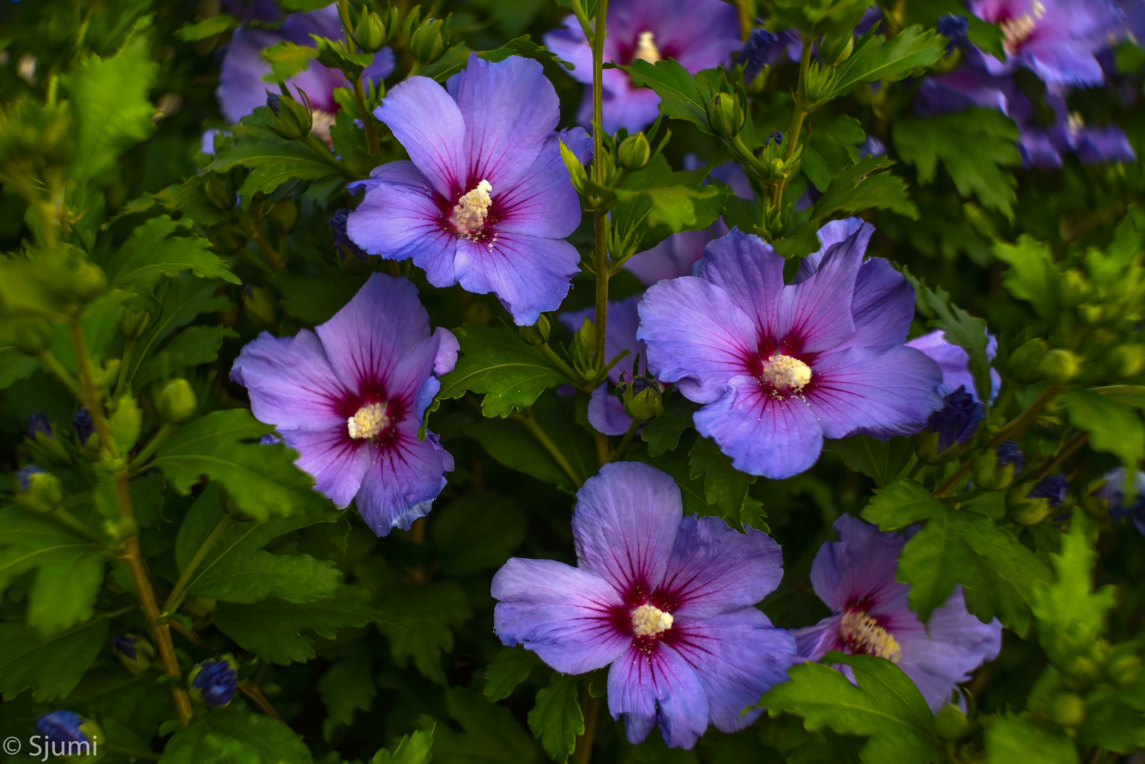 Garten Hibiscus Foto & Bild pflanzen, pilze & flechten