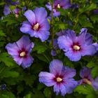 Garten Hibiscus